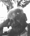 Josip  Marenić